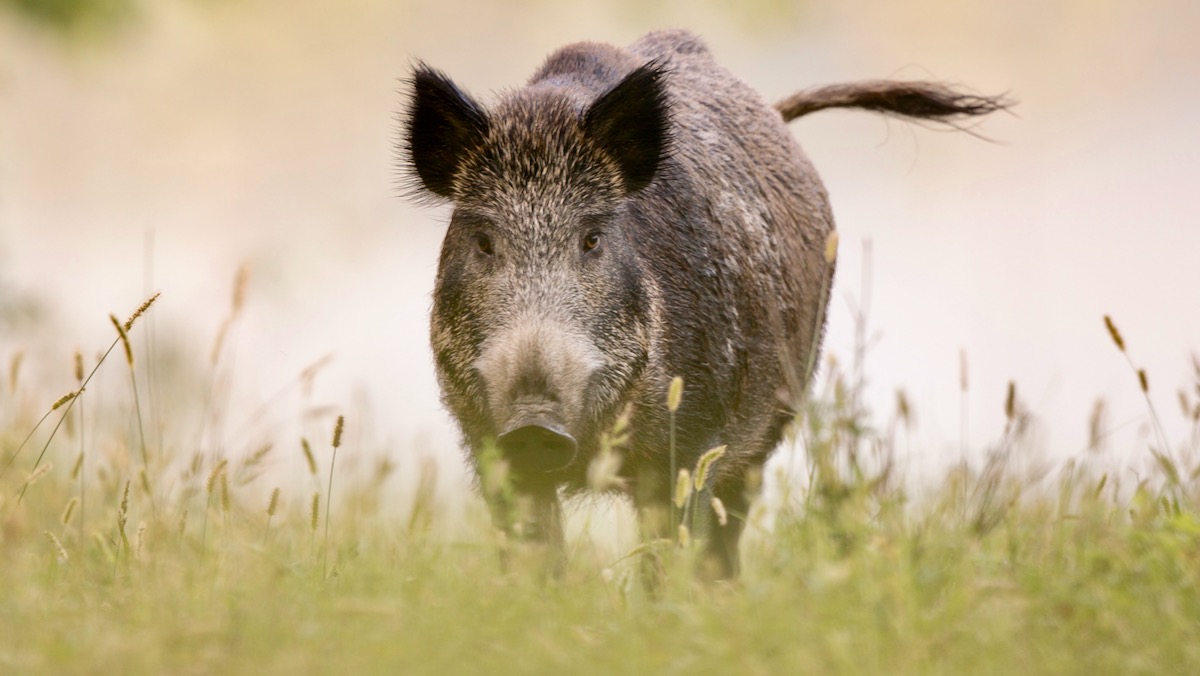 木更津市、ジビエによる地域活性化を視野に鳥獣害対策を実証実験