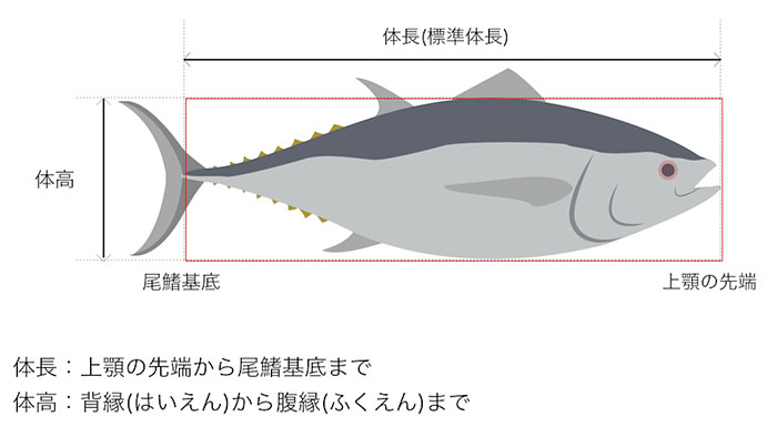 水質や魚体サイズを計測する養殖業向けiotサービス アイエンターが開始 Digital X デジタルクロス